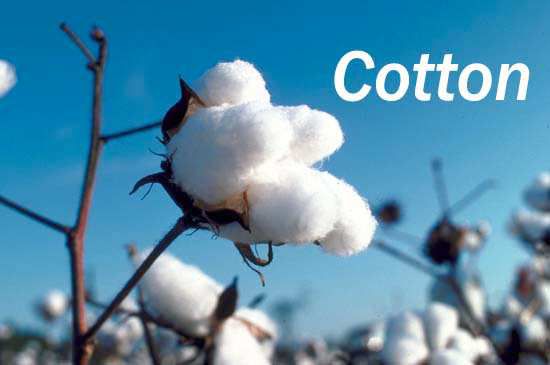 Tổng hợp các kiến thức về vải cotton